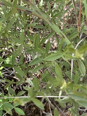 Pearsonia uniflora