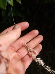 Rytidosperma unarede