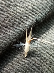 Rytidosperma unarede