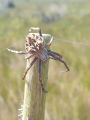 Backobourkia brouni