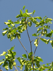 Aspidosperma polyneuron