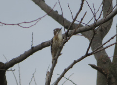 Yungipicus kizuki