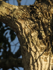 Aspidosperma polyneuron