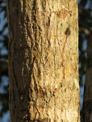 Aspidosperma polyneuron