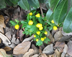 Eranthis