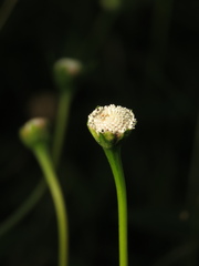 Spilanthes urens