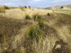 Carex longebrachiata