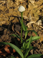Spilanthes urens