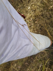 Carex longebrachiata