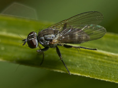 Coenosia acuticornis