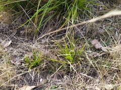 Carex longebrachiata