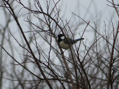 Parus minor