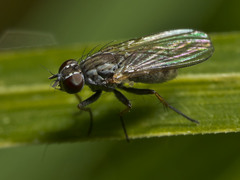Coenosia acuticornis