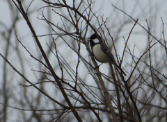 Parus minor