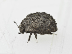 Microchaetes scoparius