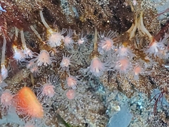Ectopleura