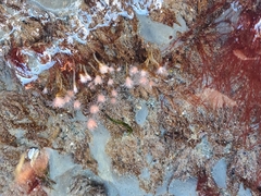 Ectopleura