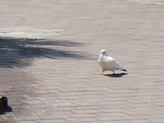 Columba livia domestica