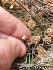 Utricularia delicatula