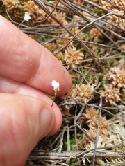 Utricularia delicatula