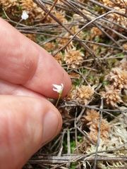 Utricularia delicatula