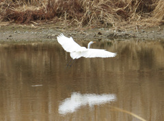 Ardea alba