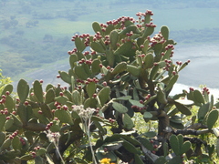 Opuntia