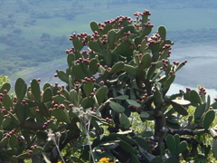 Opuntia