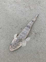 Platycephalus westraliae