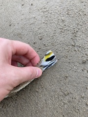 Platycephalus westraliae