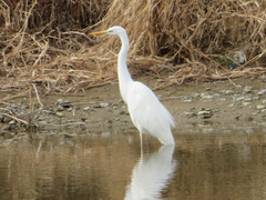Ardea alba