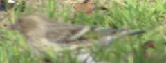 Spinus pinus