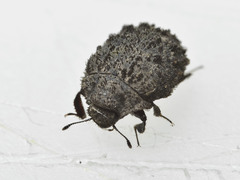 Microchaetes scoparius