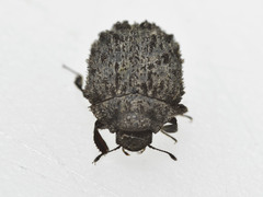 Microchaetes scoparius