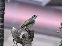 Pycnonotus goiavier