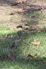 Spinus pinus