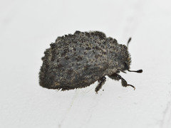 Microchaetes scoparius