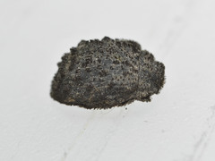 Microchaetes scoparius