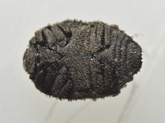 Microchaetes scoparius