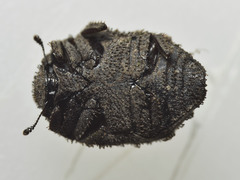 Microchaetes scoparius