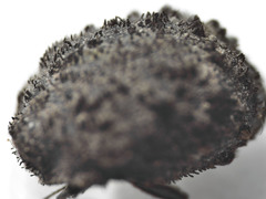 Microchaetes scoparius