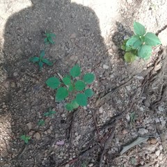 Acalypha indica