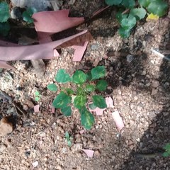 Acalypha indica