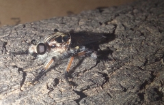 Andrenosomatini