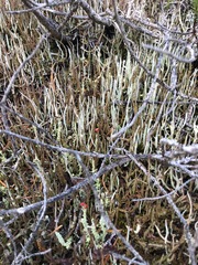 Cladonia ecmocyna