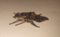 Andrenosomatini