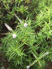 Veronica stricta lata