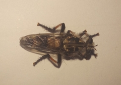 Andrenosomatini