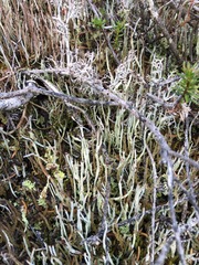 Cladonia ecmocyna