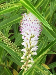 Veronica stricta lata